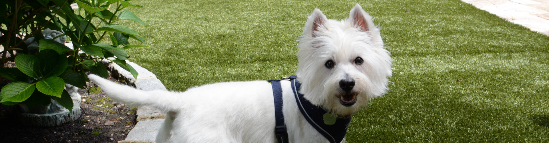 Kennewick Pet Turf Maintenance