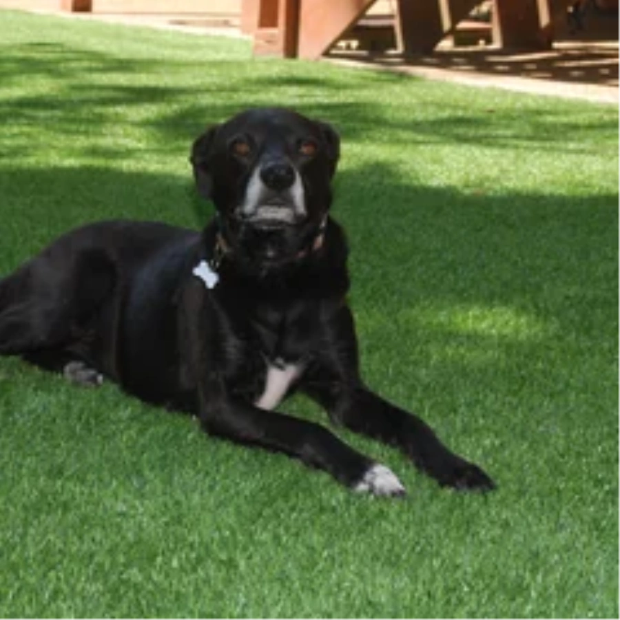 Black dog resting on a pet-friendly Kennewick artificial turf backyard lawn
