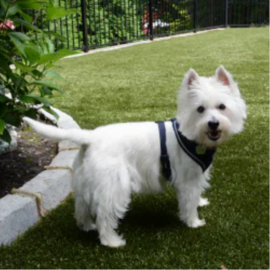 Pet Turf for Apartment Complexes and Dog Parks in Kennewick