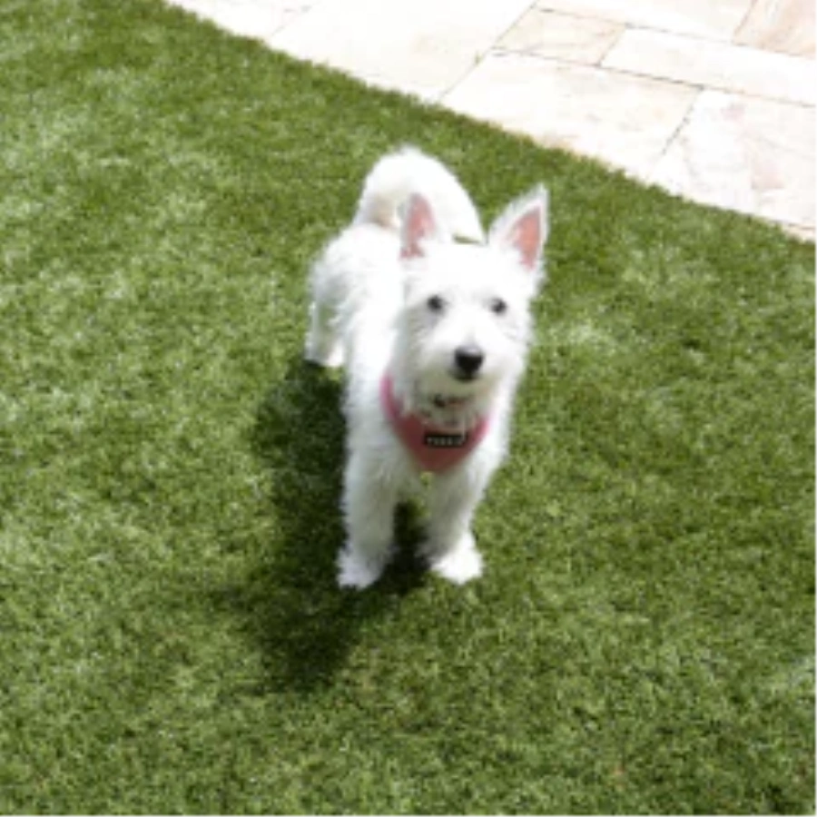 Choosing the Ideal Turf for Your Dog