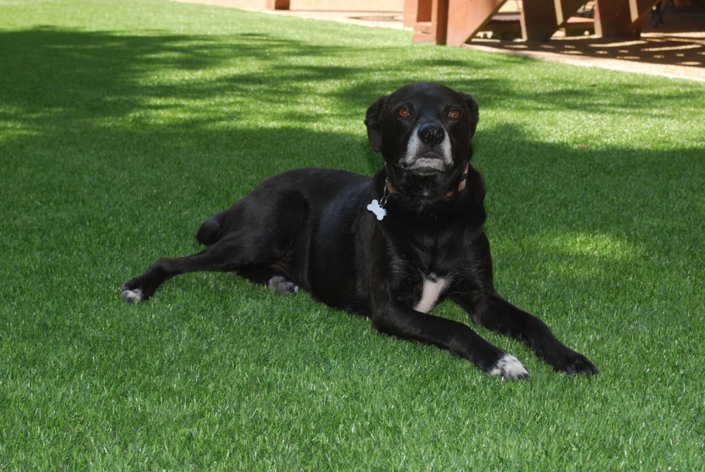 Black dog resting on a pet-friendly Kennewick artificial turf backyard lawn