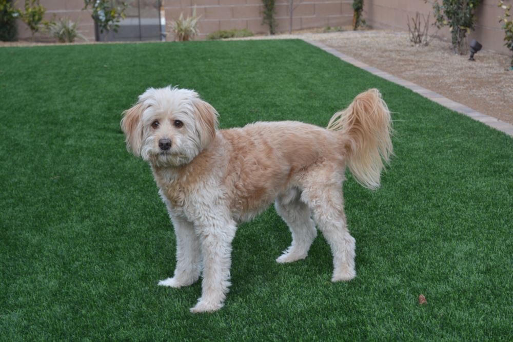 Kennewick artificial grass landscaping